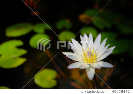 Focus on water lilies Focus on water lilies 49259472