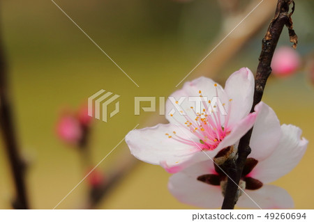 杏仁花 49260694