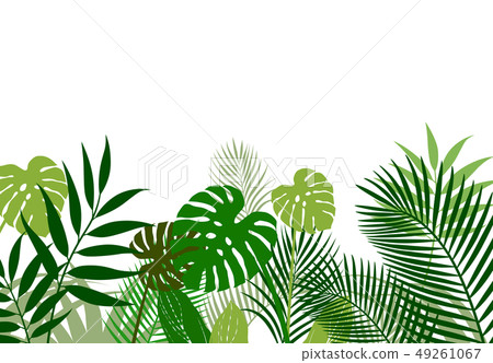 熱帶植物的背景材料 49261067