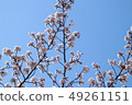 Cherry background 49261151