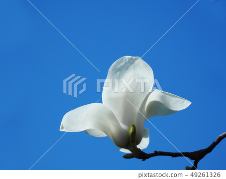拳頭 拳頭 49261326