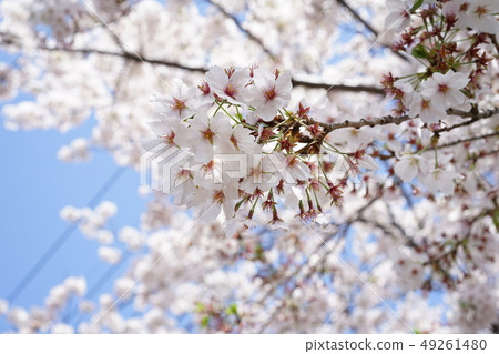 Cherry Blossoms	 49261480