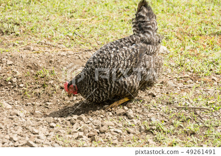 Okazaki Ohan of free range Okazaki Ohan of free range 49261491