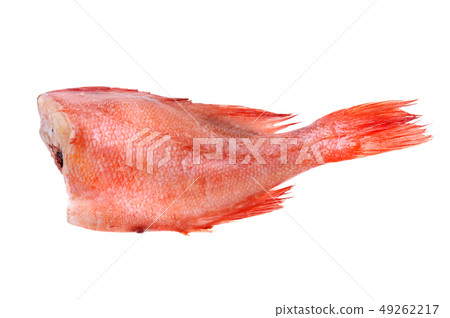 red grouper on white background red grouper on white background 49262217