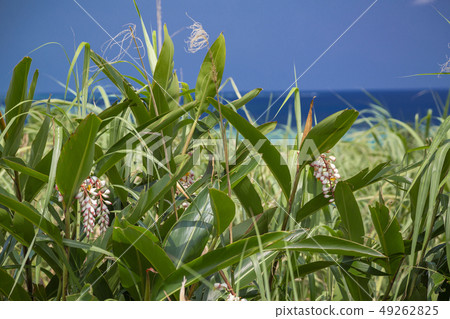 Moon peach flower blooming in Okinawa Moon peach flower blooming in Okinawa 49262825