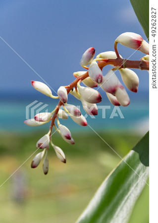 Moon peach flower blooming in Okinawa 49262827