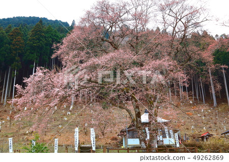 Tan sum cherry blossom (minus sum II) Tan sum cherry blossom (minus sum II) 49262869