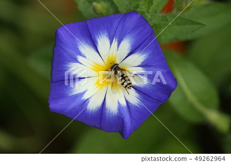 a Winds with insect a Winds with insect 49262964