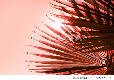 Branches of palm tree toned in living coral Branches of palm tree toned in living coral 49263822