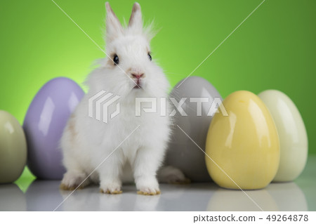 Bunny, rabbit and easter eggs on green background Bunny, rabbit and easter eggs on green background 49264878