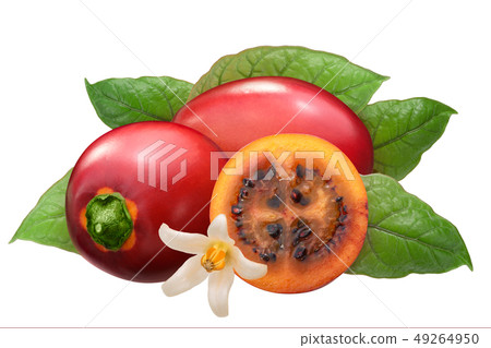 Tamarillo s. betaceum fruits, paths 49264950