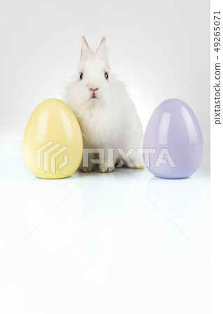 Little cute baby rabbit and easter eggs, white 49265071