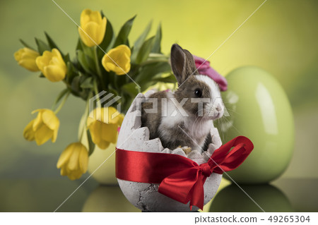 Baby bunny and egg on tulip flowers background Baby bunny and egg on tulip flowers background 49265304