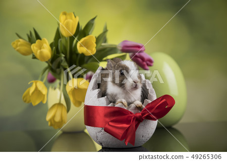 Little Bunny with easter eggs in flower 49265306