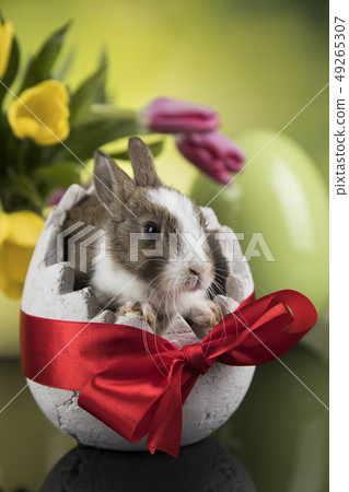 Baby bunny and egg on tulip flowers background Baby bunny and egg on tulip flowers background 49265307
