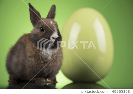 Bunny with Easter eggs on green background Bunny with Easter eggs on green background 49265308
