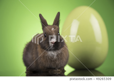 Little cute baby rabbit and easter eggs Little cute baby rabbit and easter eggs 49265309