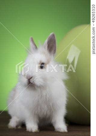 Bunny, rabbit and easter eggs on green background Bunny, rabbit and easter eggs on green background 49265310