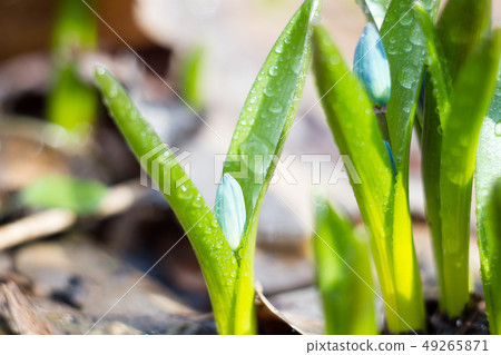 blue snowdrops, the first flower of spring blue snowdrops, the first flower of spring 49265871