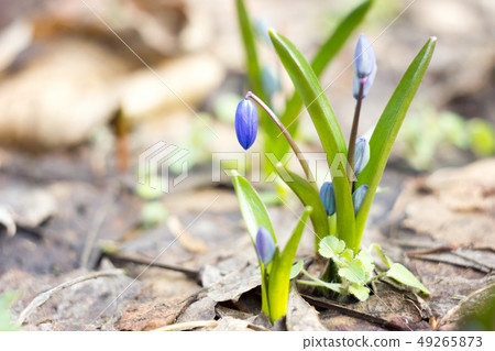 blue snowdrops, the first flower of spring blue snowdrops, the first flower of spring 49265873