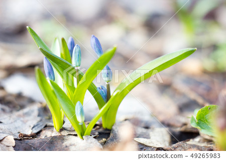 blue snowdrops, the first flower of spring 49265983