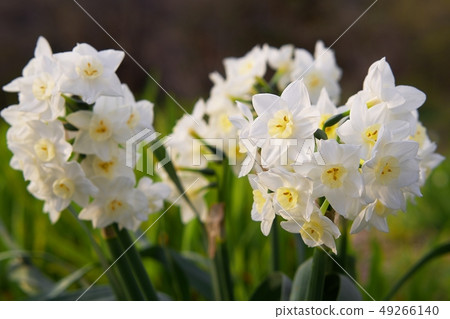 梵天水仙花 梵天水仙花 49266140