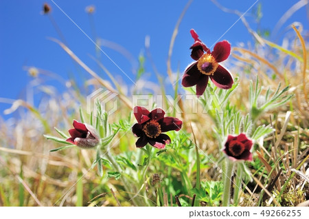 Okina grass Okina grass 49266255