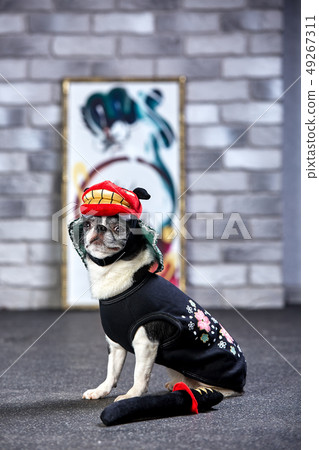 cute funny doggy chihuahua in japanese national costume cute funny doggy chihuahua in japanese national costume 49267311