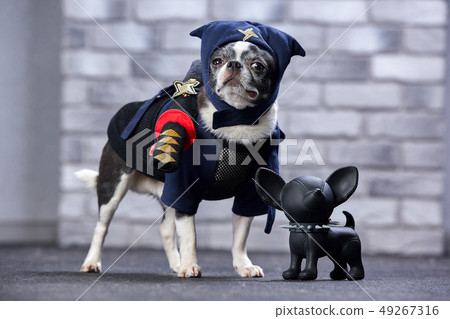 funny chihuahua in a ninja suit, studio shot 49267316