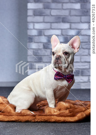 gloomy French Bulldog with red bow tie 49267318