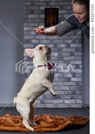 Young woman feeding little french bulldog puppy. Dog owner girl training little dog to eat dog food Young woman feeding little french bulldog puppy. Dog owner girl training little dog to eat dog food 49267320