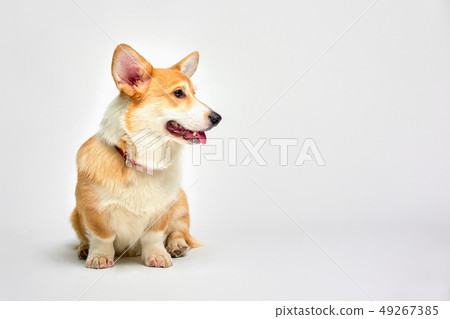 Funny corgi pembroke in studio in front of a white background 49267385