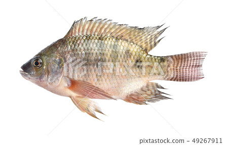 Tilapia fish isolated on white background Tilapia fish isolated on white background 49267911