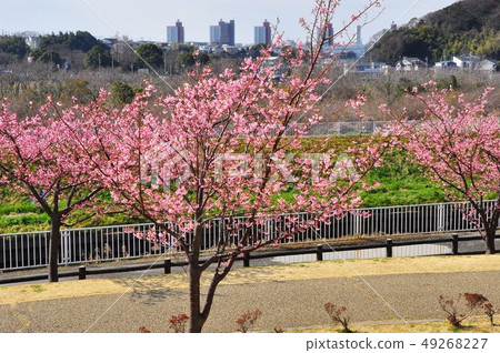 Kawazu Sakura and Shonan Life Town in the Hijirikawa Water Park in Fujisawa City 49268227