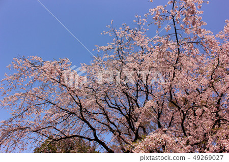 Weeping cherry blossoms of Rikugien that has been in full bloom (4) Weeping cherry blossoms of Rikugien that has been in full bloom (4) 49269027