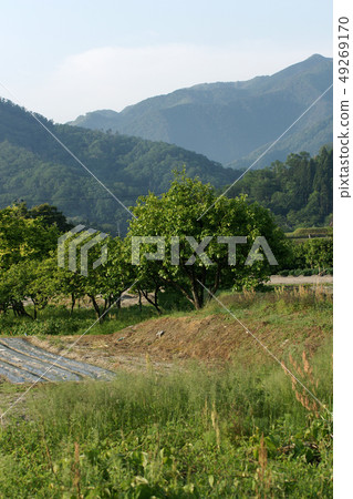 Tottori Four seasons walk Spring Morning 49269170