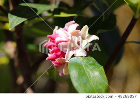 Flowering trees Garden trees Shincho flowers Ayaka Haruka Pink Flowering trees Garden trees Shincho flowers Ayaka Haruka Pink 49269857