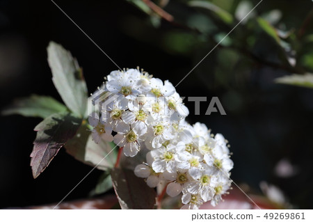 Kodomo Otokome Suwako Suzuku White Flower Spring Flower 49269861