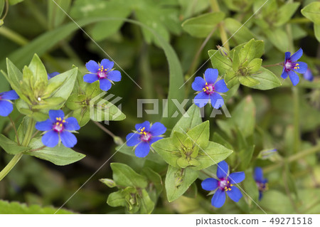 珍珠Foemina 49271518