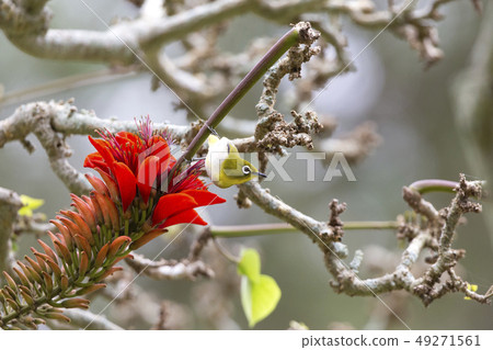 琉球梅齊洛 49271561