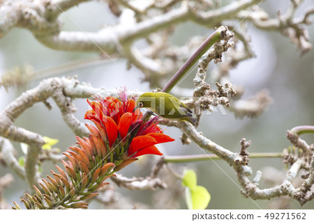 琉球梅齊洛 49271562