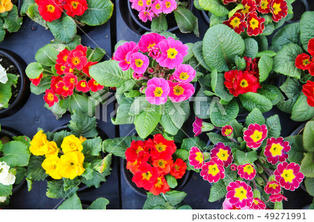 Flower Flower 49271991