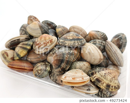 蛤蜊 蛤蜊 49273424