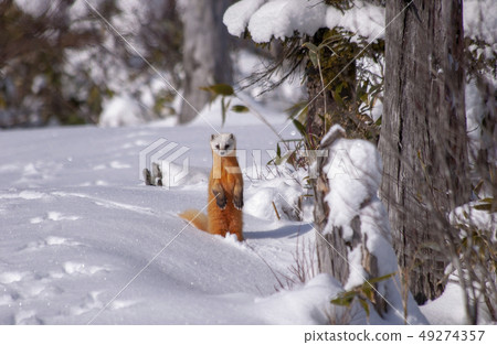 Fuyu's Hondoten (Winter Ose) Fuyu's Hondoten (Winter Ose) 49274357