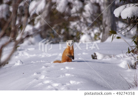 Fuyu's Hondoten (Winter Ose) 49274358