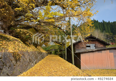 Fallen leaves of ginkgo in late autumn Fallen leaves of ginkgo in late autumn 49274684