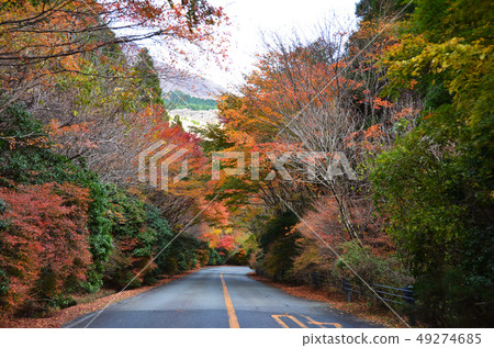 Road where autumn leaves are beautiful Road where autumn leaves are beautiful 49274685
