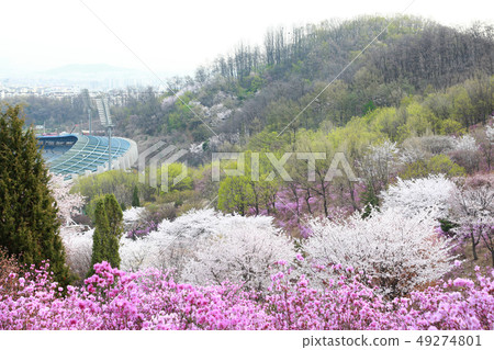 櫻花和杜鵑花 49274801