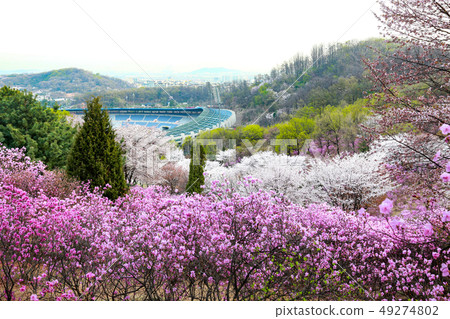 櫻花和杜鵑花 49274802