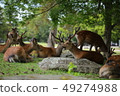 Nara's deer 49274988